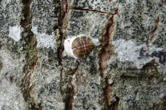 Pulvinaria regalis