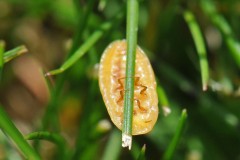 Scale-Insect-1