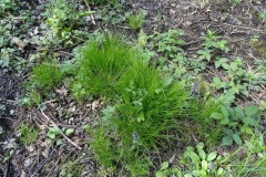 (Carex remota), Holmes Carr Wood