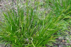 Wood sedge (Carex sylvatica), Holmes Carr Wood