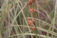 Greater Fen Sedge, Cladium mariscus, Thorne Moor August 2012.