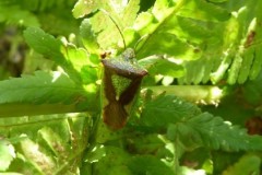 Acanthosoma haemorrhoidale - Hawthorn Shieldbug ,Brodsworth Hall & Garden