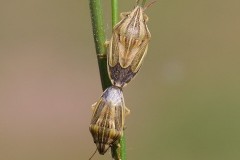 Aelia acuminata - Bishop’s Mitre Shieldbug, Austerfield