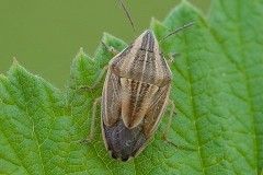 Aelia acuminata - Bishop’s Mitre Shieldbug, Austerfield.