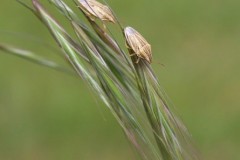 Aelia acuminata - Bishop’s Mitre Shieldbugs, Austerfield.