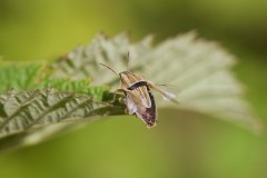 Aelia acuminata - Bishop’s Mitre Shieldbug, Austerfield.