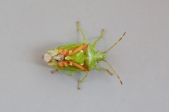 Cyphostethus tristriatus - Juniper Shieldbug, Austerfield