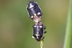 Eurydema oleracea - Crucifer Shieldbugs, Austerfield