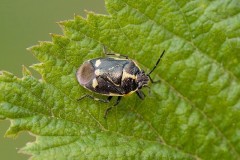 Eurydema oleracea - Crucifer or Brassica Shieldbug, Austerfield.