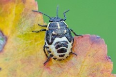 Eurydema oleracea - Crucifer or Brassica Shieldbug, Austerfield.
