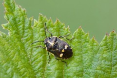 Eurydema oleracea - Crucifer or Brassica Shieldbug, Austerfield.