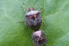 Eysarcoris venustissimus - Woundwort Shieldbug., Austerfield.