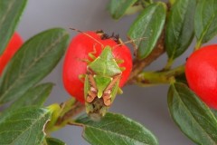 Cyphostethus tristriatus - Juniper Shieldbug, Austerfield