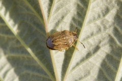 Neottiglossa pusilla - Small Grass Shieldbug, Austerfield