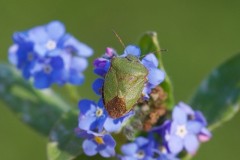 Palomena prasina - Green Shieldbug, Austerfield.