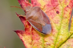 Piezodorus lituratus - Gorse Shieldbug, Austerfield.