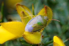 Piezodorus lituratus - Gorse Shieldbug, Austerfield.