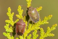 Piezodorus lituratus - Gorse Shieldbug, Austerfield.