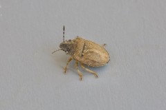Podops inuncta - Turtle Shieldbug, Austerfield.