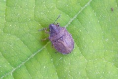Podops inuncta - Turtle Shieldbug, Austerfield.