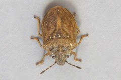 Podops inuncta - Turtle Shieldbug, Austerfield