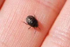 Sehirus luctuosus - Forget-me-not Shieldbug (nymph), Austerfield