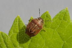 Neottiglossa pusilla - Small Grass Shieldbug, Austerfield