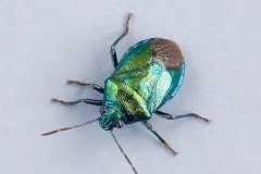 Zicrona caerulea - Blue Shieldbug, Austerfield