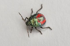 Zicrona caerulea - Blue Shieldbug (nymph), Austerfield