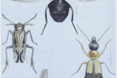 P. Skidmore - Marsh & Fens (1998)