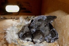 Seaton Swifts chicks.