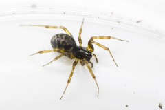 Spider from Compost Heap, 4 Feb 2026