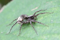 Pardosa saltans, Sherwood Forest (28/7/2025)