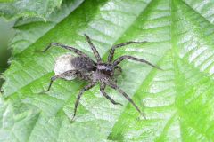 Pardosa saltans (f), Potteric Carr (29/7/2025)