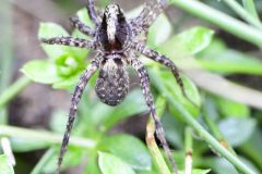 Pardosa saltans, Climber Park (27/7/2015)