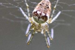 Metellina Segmentata, NT Clumber Park (17 August 2025)