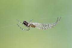 Metellina segmentata, NT Clumber Park (17 August 2025). 