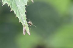 Neriene clathrata, Potteric Carr SE5800 (29/7/2025)