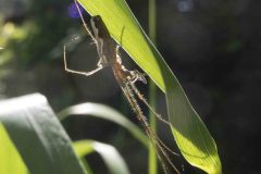 Tetragnatha montana, YWT Denaby Ings (9/6/2021).