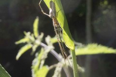 Tetragnatha montana, YWT Denaby Ings (9/6/2021)