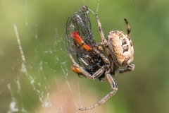 Larinioides cornutus, Potteric Carr (29/04/2025).