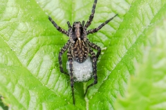 Wolf Spider sp., Potteric Carr (06/05/2025).