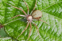 Philodromus sp., Potteric Carr (24/05/2025).
