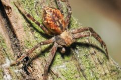 Philodromus spp., Potteric Carr (25/09/2025).