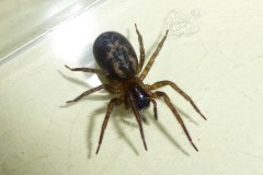 Amaurobius spec. Austerfield.