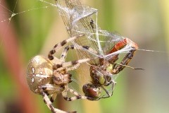 Araneus quadratus with Common Darter prey. 