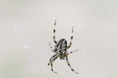 Araneus diadematus, Budby Common (16/10/2025)