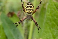 Argiope bruennichi, female, Lincolnshire. 
