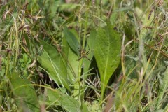 Argiope bruennichi, female, Lincolnshire. 