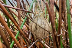 Agriope bruennichi, egg sacs at Clumber Park (19 Jan 2026). 